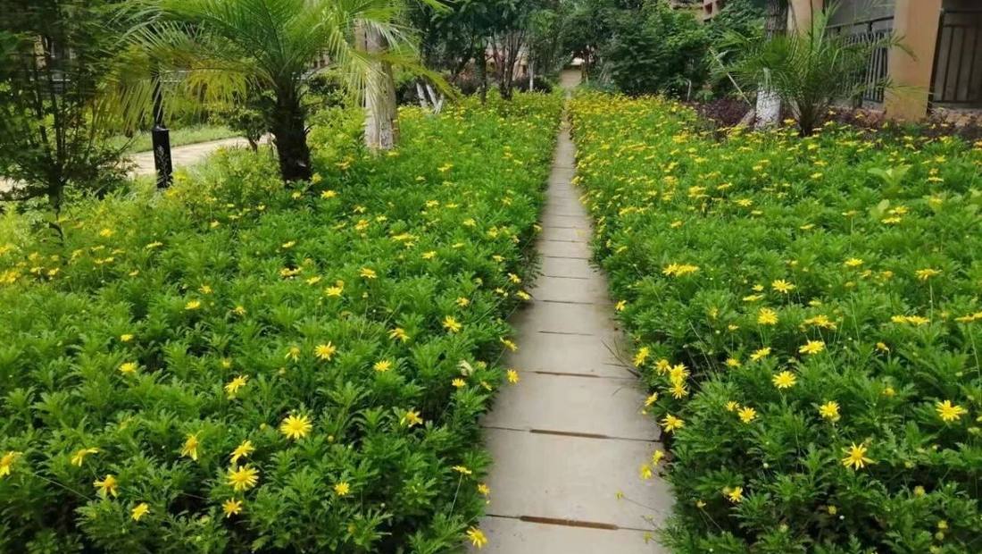 园林绿化实景：修剪整齐的绿篱、花境与石材步道